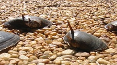 4 Altamaha spinymussels sit atop sandy substrate