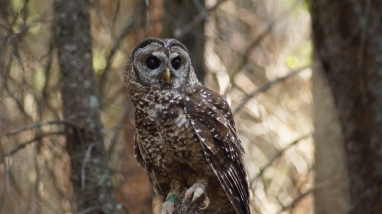 A California spotted owl sits perched in a tree in a forest