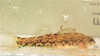 Cherokee darter in a photo tank