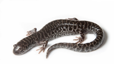 Flatwoods salamander sits against a white background