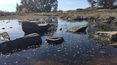 granite outcrop pool