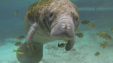 Manatee with algae on its back swimming in a pool