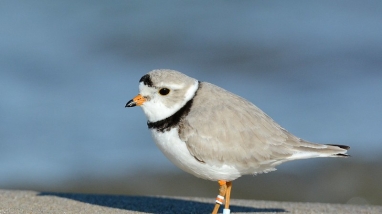 A piping plover stands on a sandy beach