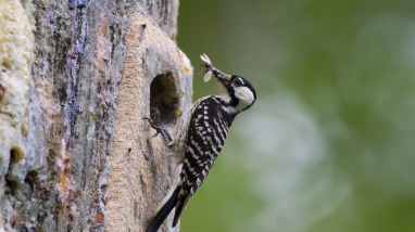 A red-cockaded woodpecker feasts on a bug
