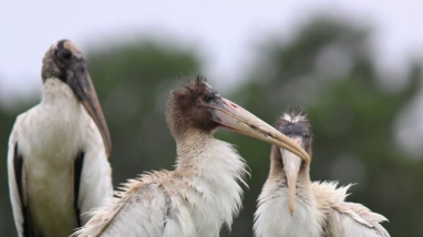 Wood stork fleglings roosting on vegetation