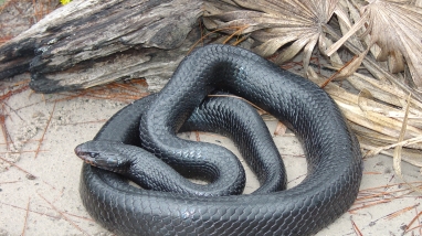 Eastern Indigo Snake on a sandy substrate