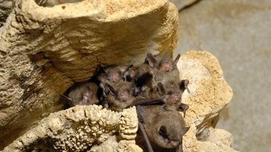 Gray bats roosting in a cave