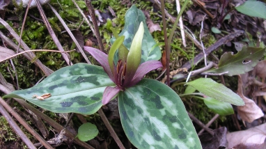 Relict trillium
