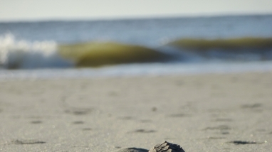 A sea turtle hatchling crawls towards the sea