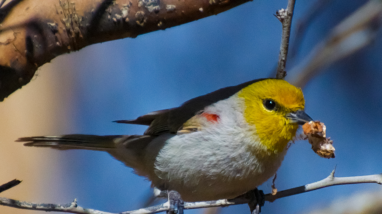 A small songbird with a yellow head perches on a branch while holding an insect larva.