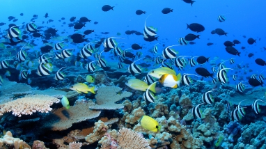 Colorful reef fish - Pennantfish, Pyramid and Milletseed butterflyfish - school in great numbers at Rapture Reef, French Frigate Shoals.