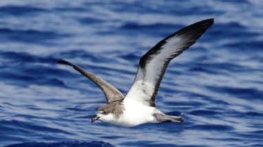 A Hawaiian petrel flies above the ocean