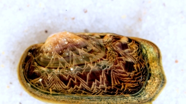Rabbitsfoot Mussel