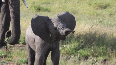 An African elephant calf with ears stretched outwards and trunk raised, stands on grass in front of a partially visible adult elephant