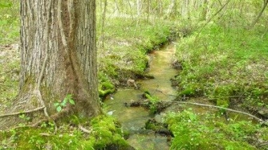 Understory of wooded swamp with stream flowing though it