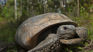 a large tortoise walking in the forest