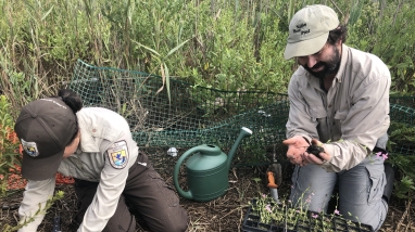 Refuge staff and volunteers planting marsh pink.