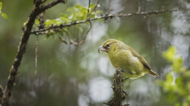 A kiwikiu (Maui parrotbill) sits on a branch. I has a yellow body with lime green wings. 