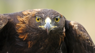 golden eagle facing the camera
