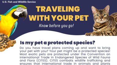 Traveling With Your Pet Poster