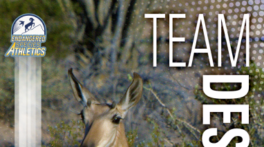 a sonoran pronghorn is pictured on an athletic trading card that says "nora annie lope' and "team desert"