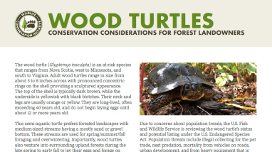 The front page of a document with text and images of wood turtles and their habitat