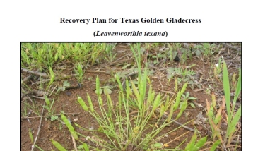 Recovery Plan for Texas golden gladecress coversheet with image of plant with wiry stalks top with pea-like pods growing centrally from a wet ground.