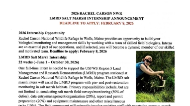Salt Marsh Interns Working in the Marsh