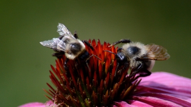 Two bumble bees and a spider on a purple coneflower