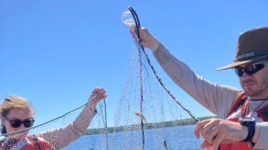 Two biologist on a boat hold a net that has many invasive ruffe fish in it.