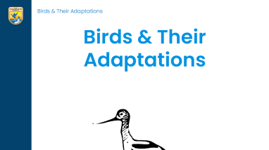 Birds and Their Adaptations - Lesson Plan