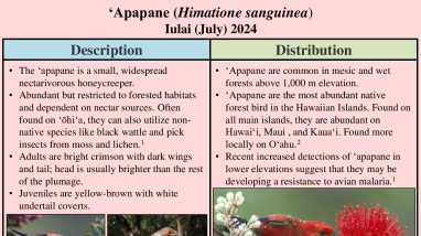ʻApapane