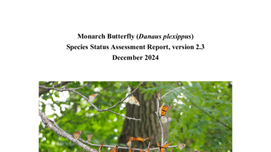 Monarch Butterfly (Danaus plexippus) Species Status Assessment Report, version 2.3