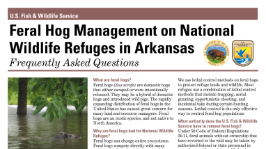 Feral Hog Management on National Wildlife Refuges in Arkansas