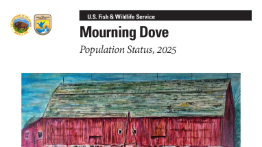 Mourning Dove Population Status, 2025