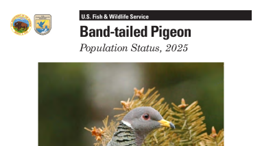 Band-tailed Pigeon Population Status, 2025
