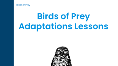 Birds of Prey Lesson Plan