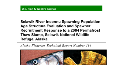 Selawik River Inconnu Spawning Population Age Structure Evaluation and Spawner Recruitment Response to a 2004 Permafrost Thaw Slump, Selawik National Wildlife Refuge, Alaska