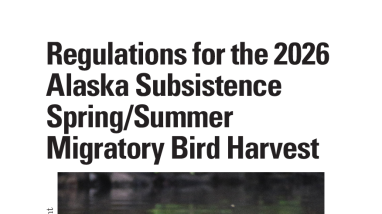 Regulations for the 2026 Alaska Subsistence Spring/Summer Migratory Bird Harvest