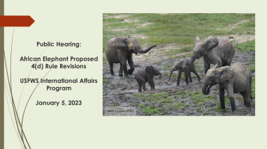 Public Hearing: African Elephant Proposed 4(d) Rule Revisions 