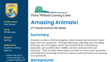 2nd Grade Spring Amazing Animals