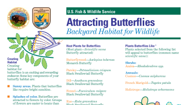 AttractingButterflies.pdf