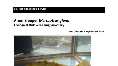 Ecological Risk Screening Summary - Amur Sleeper (Perccottus glenii) - High Risk