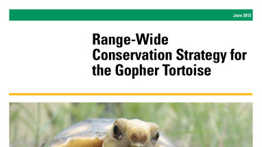 Gopher Tortoise Strategy
