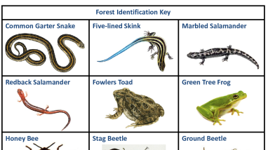 Forest_ID_Key.pdf