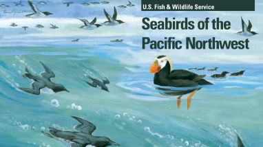 Seabirds of the Pacific Northwest