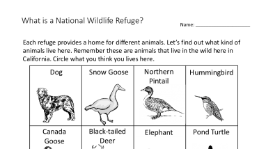 Sacramento National Wildlife Refuge Complex - What is a refuge worksheet wildlife grade 2