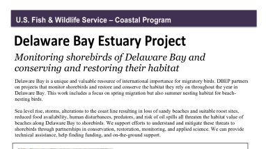 DBCP Shorebird Factsheet