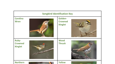 SongbirdID.pdf