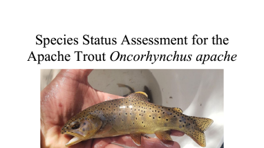 Apache Trout Species Status Assessment 2022